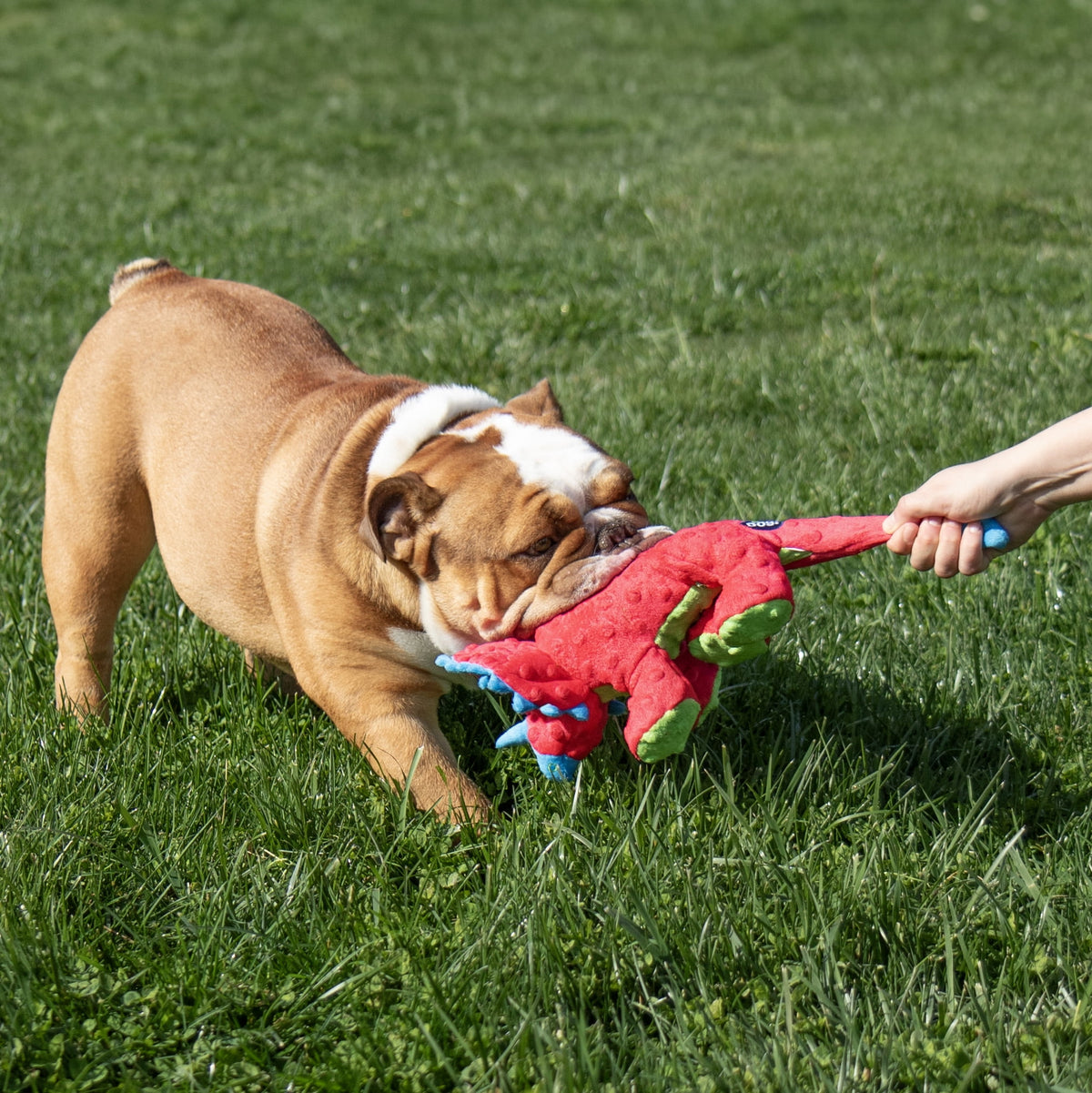 goDog Dino Frills Squeaky Plush Toy for Dogs with Chew Guard Technology for Stronger & Longer Play, Soft & Durable with Built-In Squeaker, Red, Large