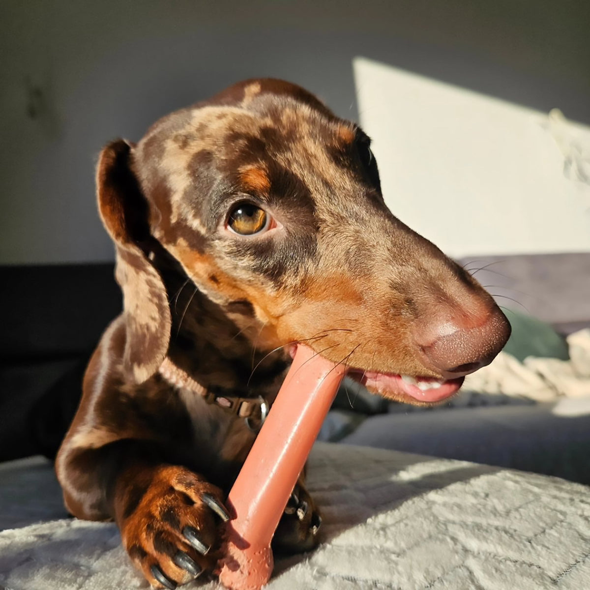 Nylabone Power Chew Original Bone Dog Toy, Dog Chew Toy, Original Flavor, Large, 1 Count