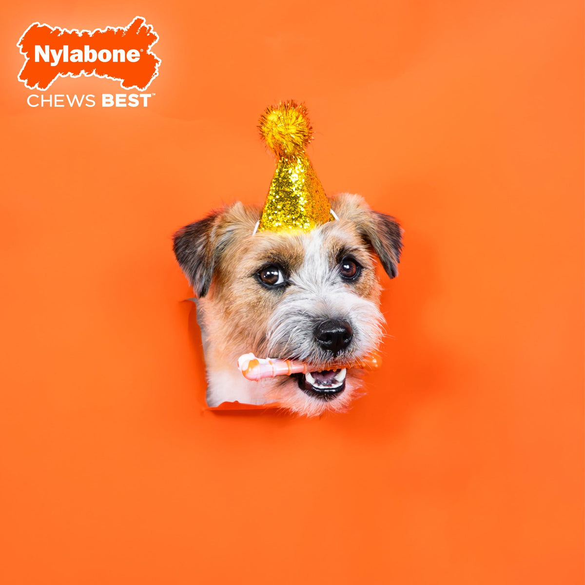Nylabone Power Chew 70th Birthday Textured Bone Dog Toy, Dog Chew Toy, Chicken Flavor, Medium, 1 Count