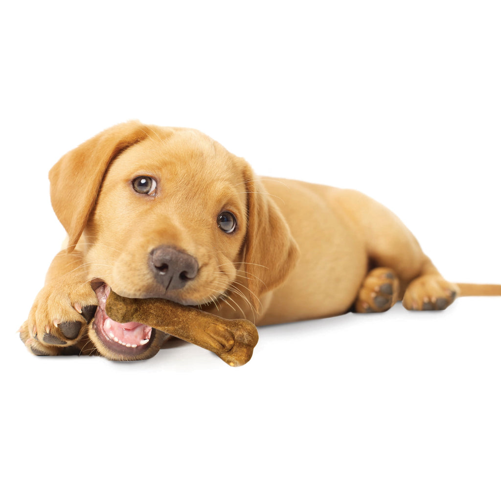 Nylabone Healthy Edibles Natural Puppy Treats, Training Treats for Puppies, Lamb & Apple Flavor Dog Treats, For Small Dogs (3 Count)