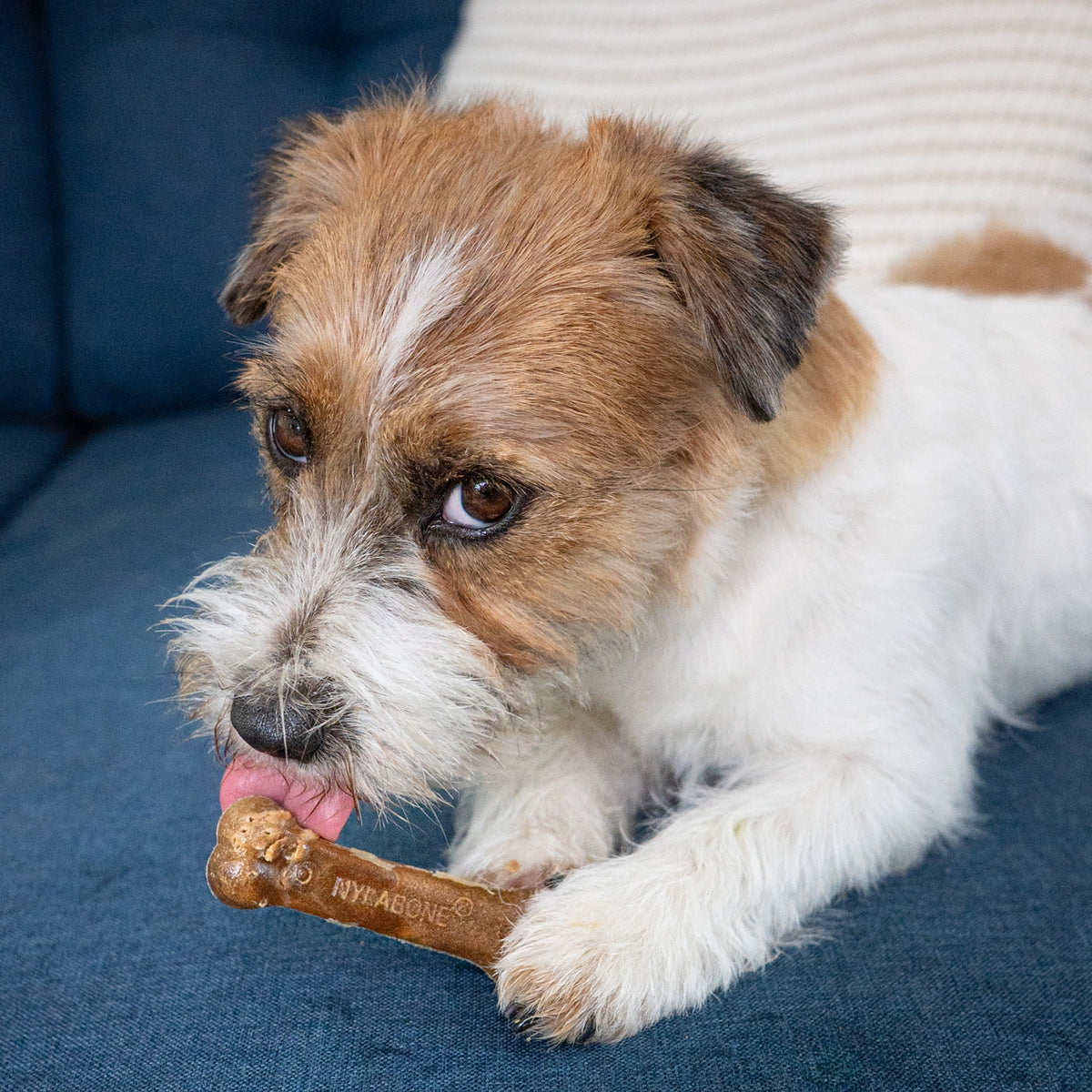 Nylabone Healthy Edibles Natural Dog Treats, Long Lasting Dog Bones, Bacon Flavor Dog Treats, For X-Small Dogs (8 Count)