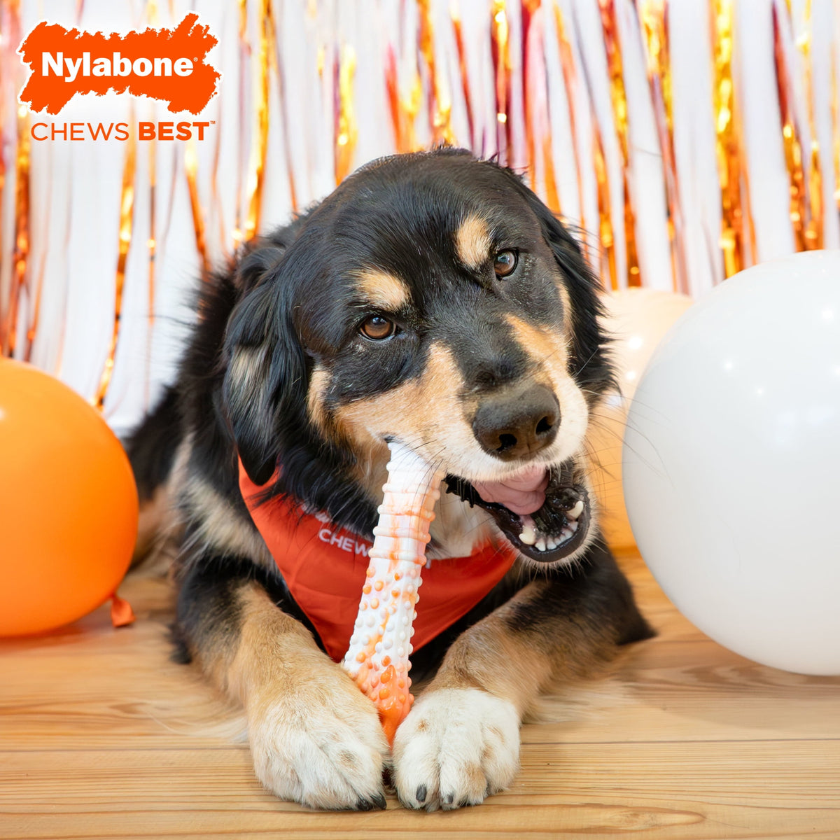 Nylabone Power Chew 70th Birthday Textured Bone Dog Toy, Dog Chew Toy, Chicken Flavor, Medium, 1 Count