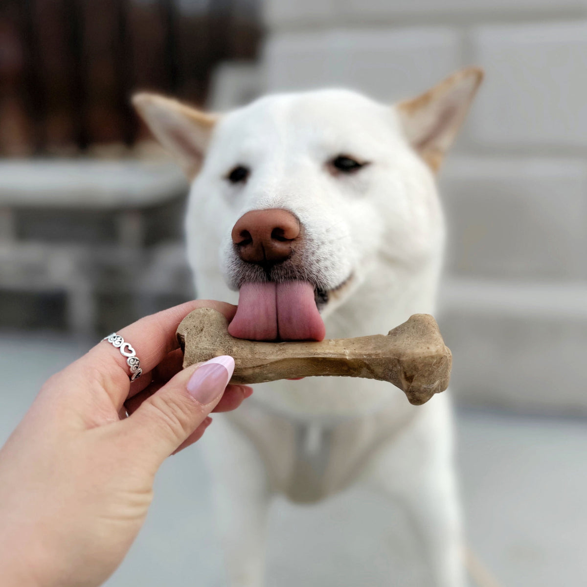 Nylabone Broth Bones Natural Dog Treats for Dogs, Bone Broth Dog Bones, Ham Flavor, For Large Dogs (1 Count)