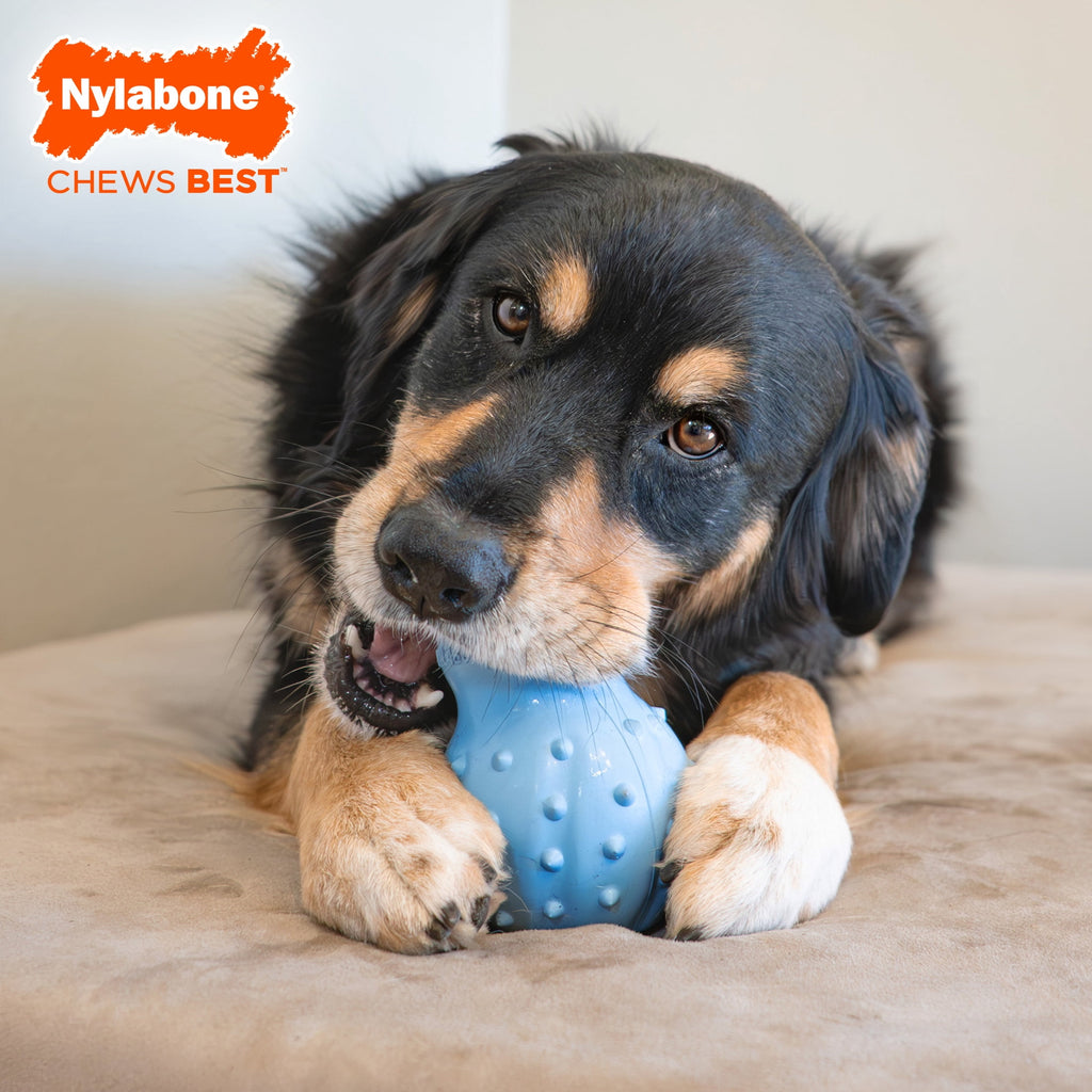 Nylabone Strong Chew Rubber Stuffable Cone Dog Treat, Dog Toys, Bacon Flavor, Red, Medium