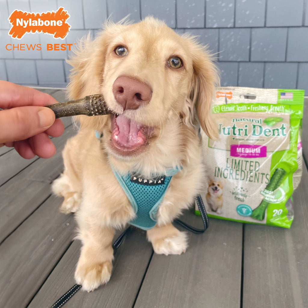 Nylabone Nutri Dent Natural Dental Chews for Dogs, Limited Ingredient Dog Treats, Teeth Cleaning Dental Sticks for Dogs, Fresh Breath Flavor, For Medium Dogs (20 Count)