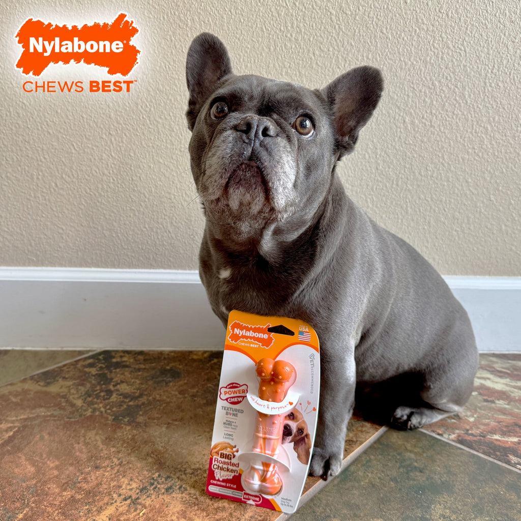 Nylabone Power Chew 70th Birthday Textured Bone Dog Toy, Dog Chew Toy, Chicken Flavor, Medium, 1 Count