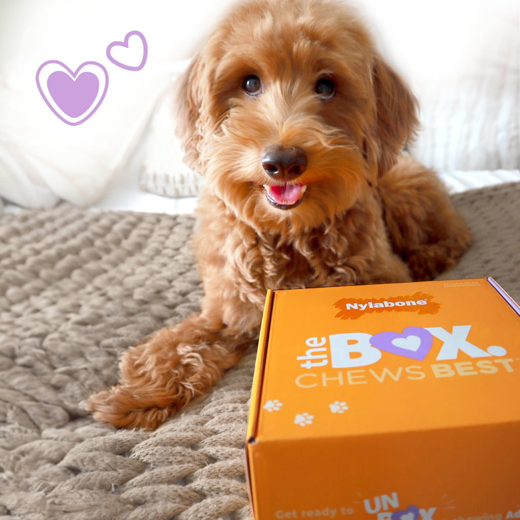 Nylabone Dog Toy Gift Box, Includes 3 Dog Chew Toys and 1 Dog Treat, Small Dogs, 4 Pack