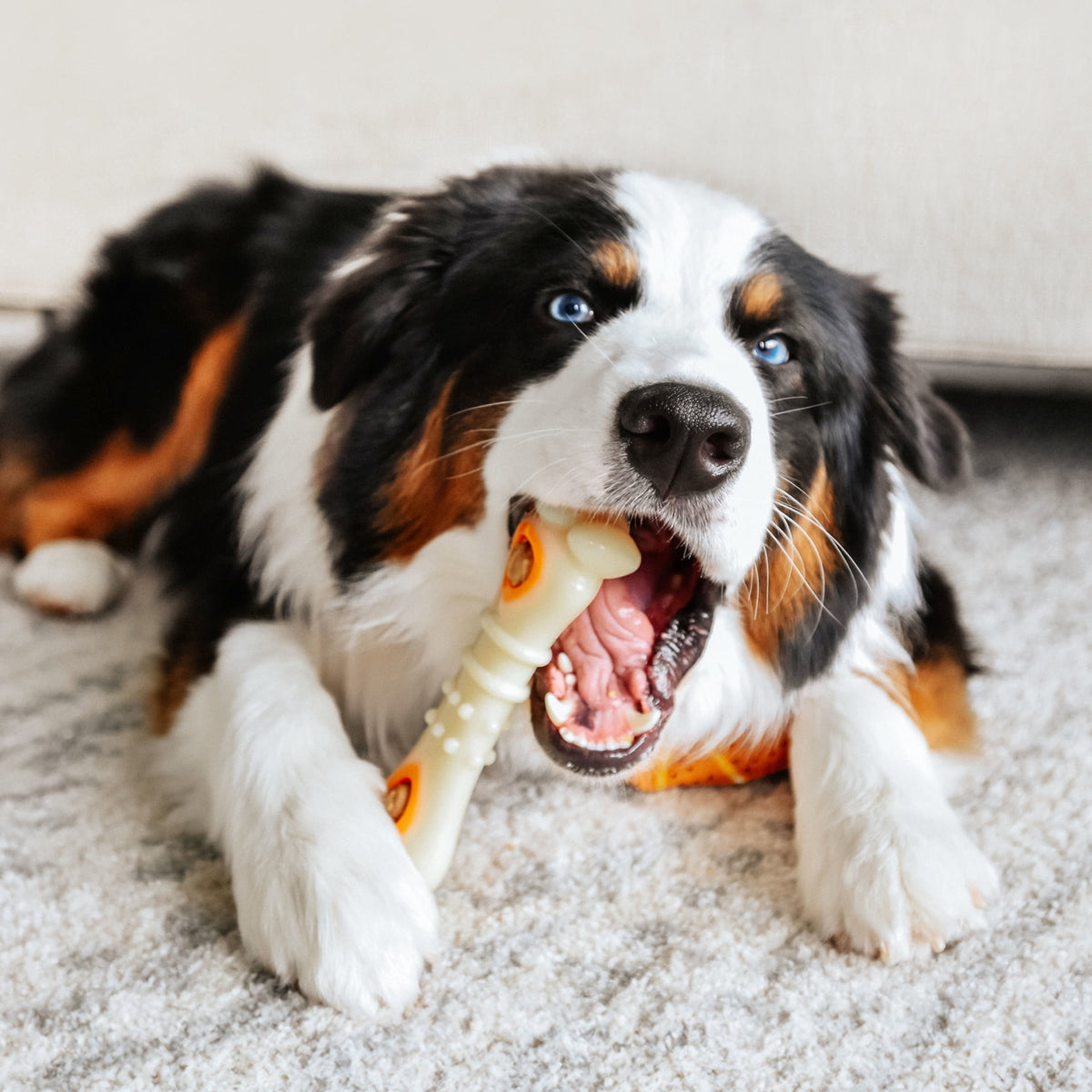 Nylabone Power Chew Knuckle Bone Pop-In Dog Treat Toy, Dog Toy, Chicken Flavor, Medium