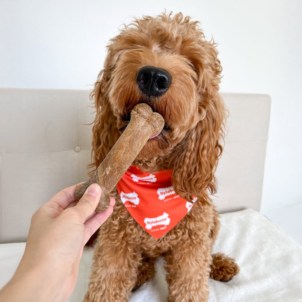 Nylabone Healthy Edibles Natural Dog Treats, Long Lasting Dog Bones, Bacon Flavor Dog Treats, For X-Small Dogs (8 Count)