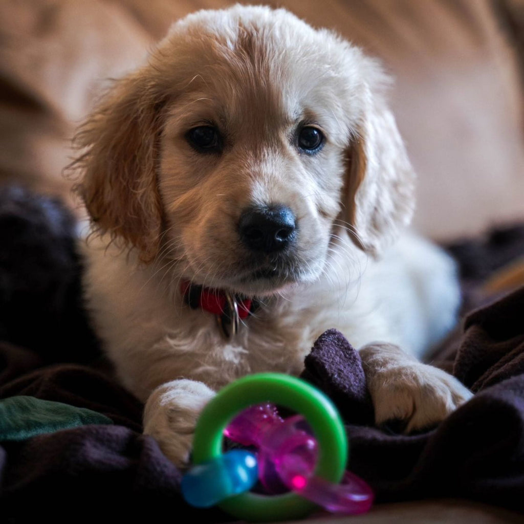 Nylabone Puppy Pacifier Chew Toy, Teething Toys For Puppies, Puppy Toy For Small Puppies Up To 25 Lbs, Nylabone Puppy Chew Toy