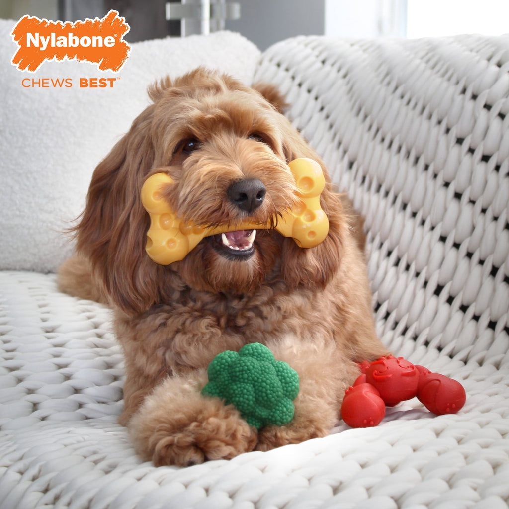 Nylabone Power Chew Toy Bundle, Cute Dog Toys for Aggressive Chewers, Filet Mignon, Cheese, and Bacon Flavors, Small Dogs - Up to 25 lbs, 3 Pack