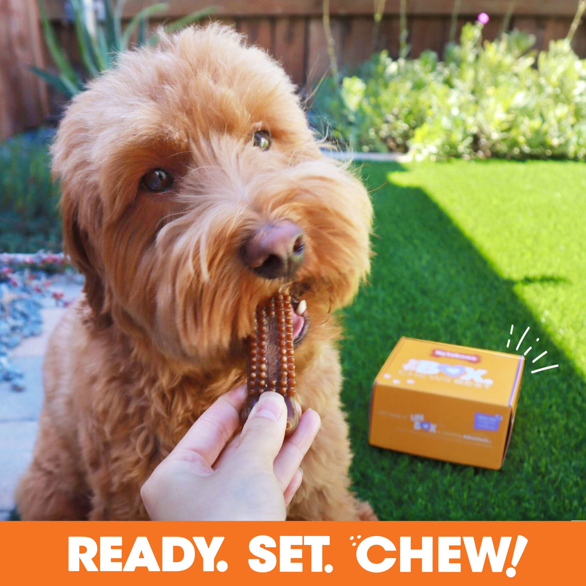 Nylabone Dog Toy Gift Box, Includes 3 Dog Chew Toys and 1 Dog Treat, Small Dogs, 4 Pack