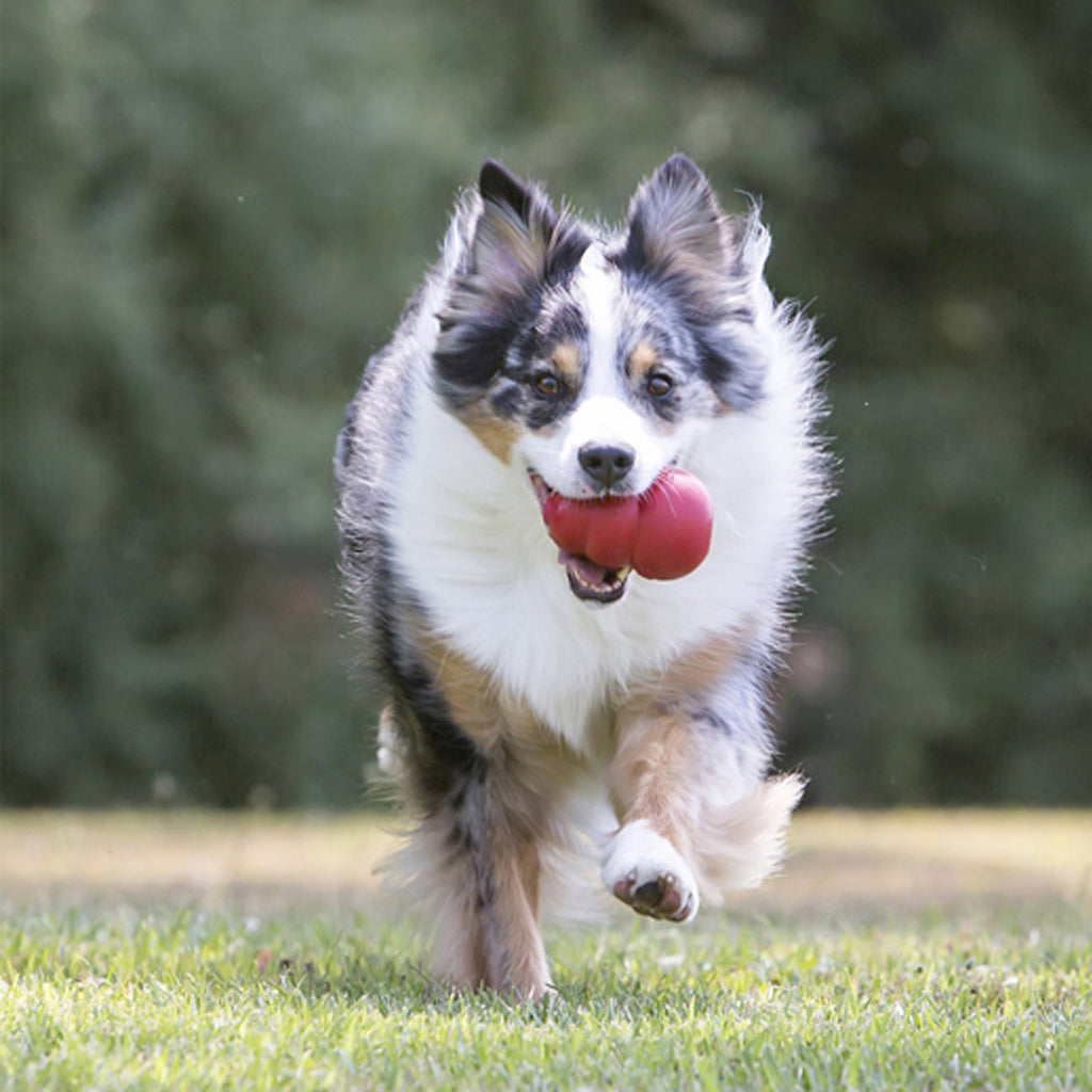 KONG® Classic Rubber Dog Toy for Average Chewers, Large, for Dogs Between 30-65 lbs