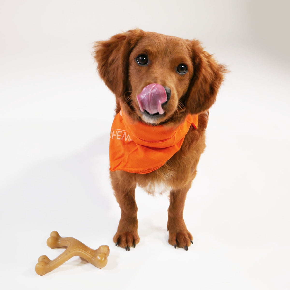 Nylabone Strong Chew Gourmet Style Wishbone Dog Toy, Dog Chew Toy, Chicken Flavor, Small, 1 Count