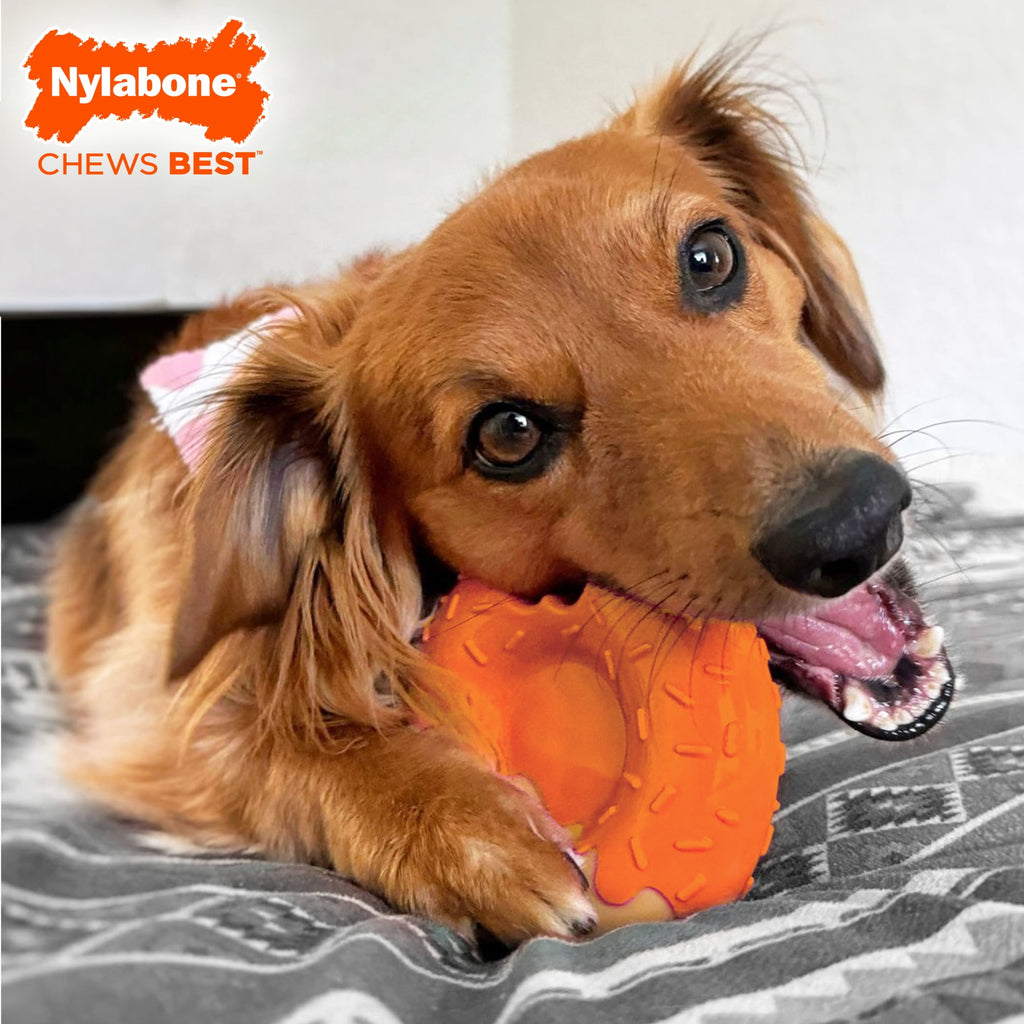Nylabone Power Chew 70th Birthday Textured Bone Dog Toy, Dog Chew Toy, Chicken Flavor, Medium, 1 Count
