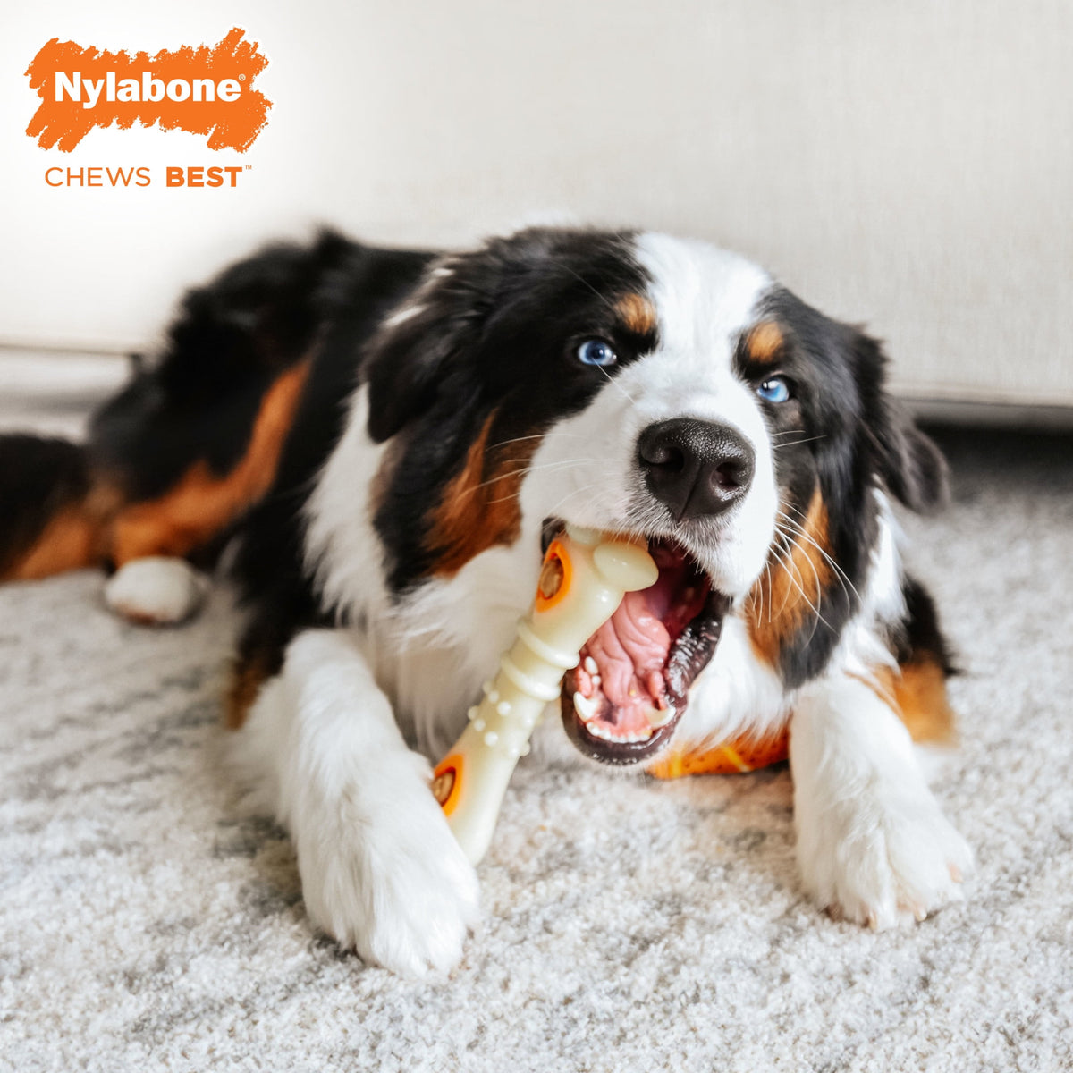 Nylabone Power Chew Knuckle Bone Pop-In Dog Treat Toy, Dog Toy, Chicken Flavor, Medium