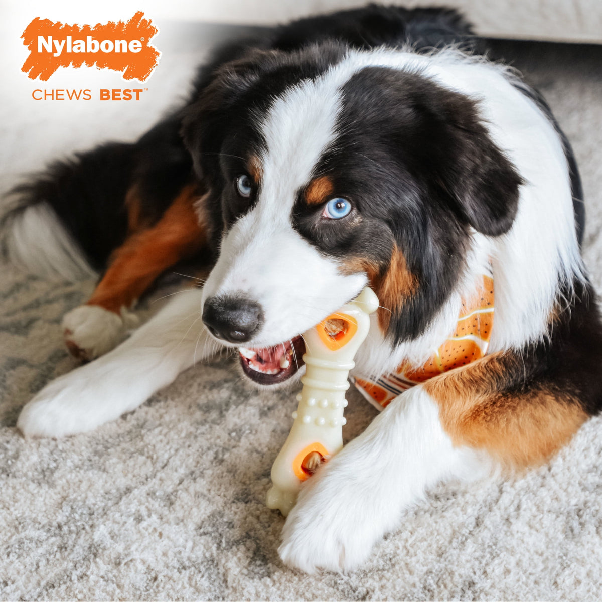 Nylabone Pop-In Treat Toy Dog Treat Refills, Natural Dog Biscuits, Chicken Flavor, 30 Count