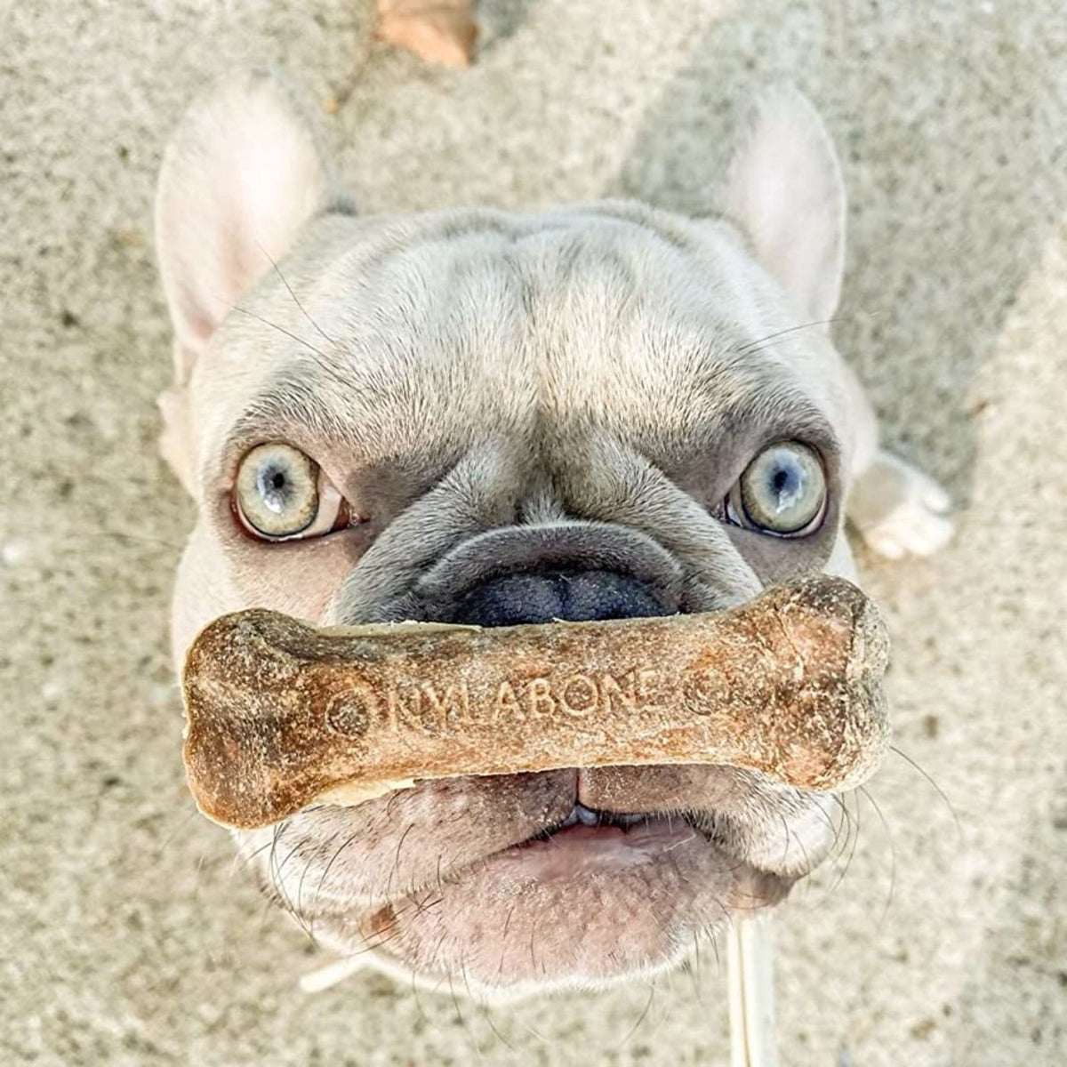 Nylabone Healthy Edibles Natural Dog Treats, Long Lasting Dog Bones, Bacon Flavor Dog Treats, For X-Small Dogs (8 Count)