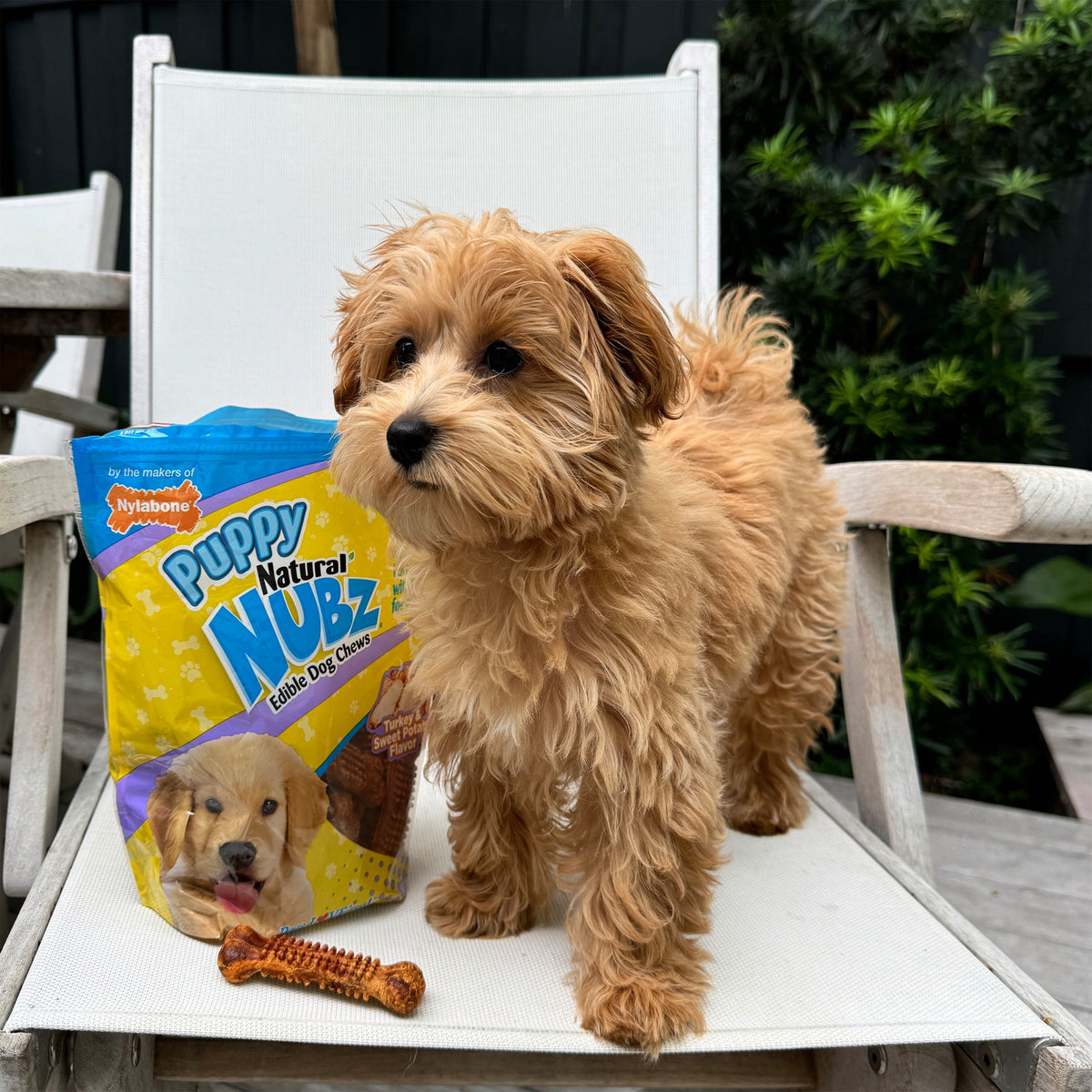 Nylabone Nubz Natural Puppy Treats for Small Dogs, Turkey & Sweet Potato Flavor Dog Treats, Small - Up to 30 lbs., 8 Count