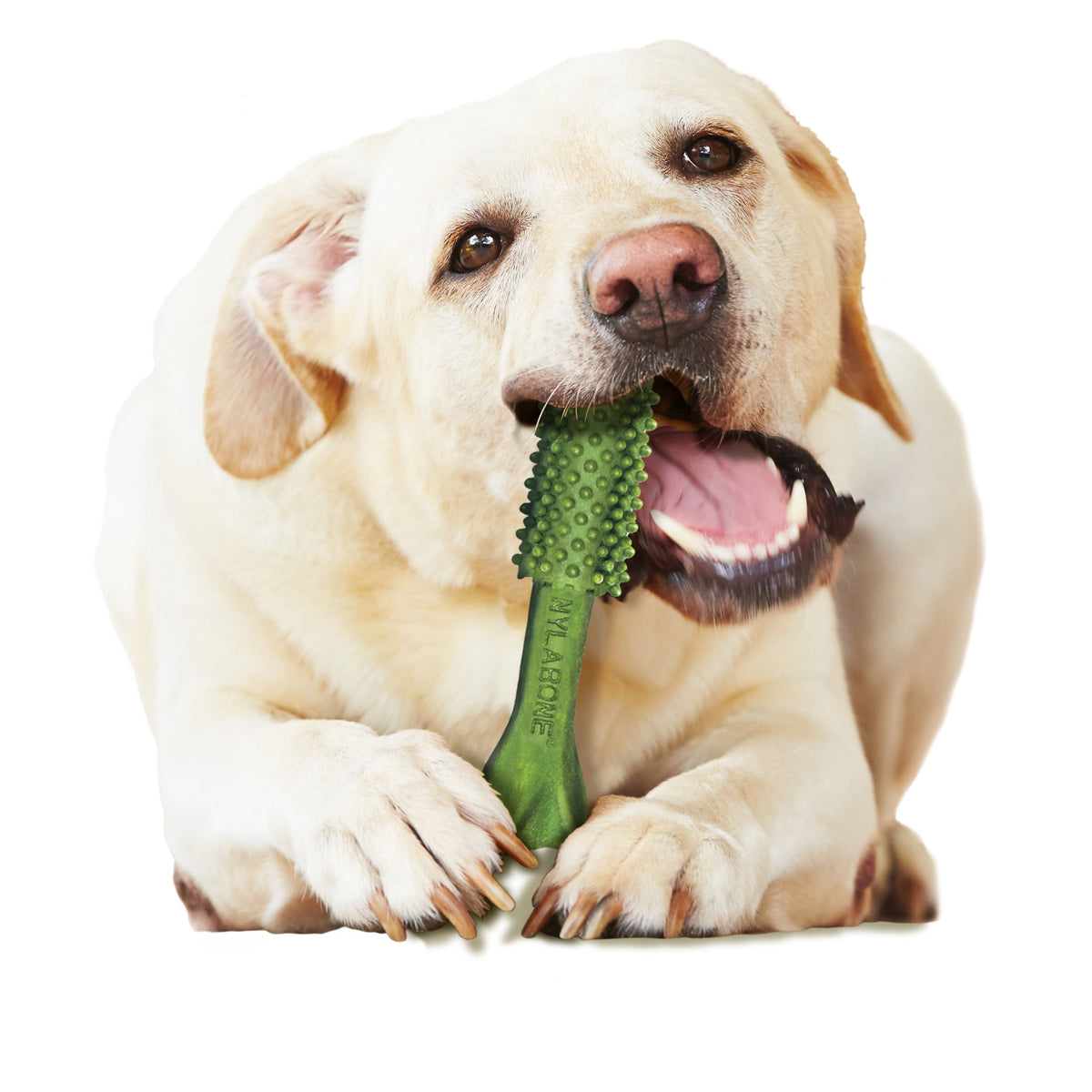 Nylabone Nutri Dent Natural Dental Chews for Dogs, Limited Ingredient Dog Treats, Teeth Cleaning Dental Sticks for Dogs, Fresh Breath Flavor, For Large Dogs (20 Count)