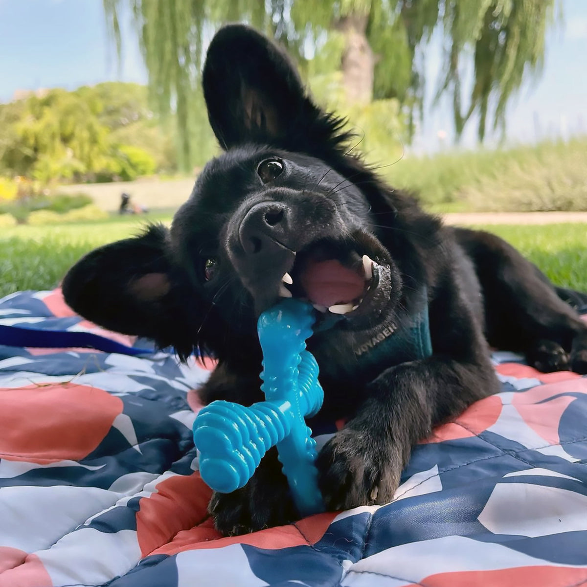 Nylabone Power Chew Comfort Hold X Bone Dog Toy, Dog Chew Toy, Beef Flavor, Small, 1 Count